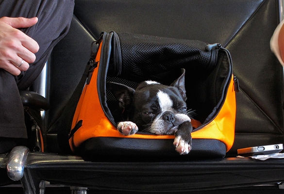 Перевозка животных в салоне самолета
